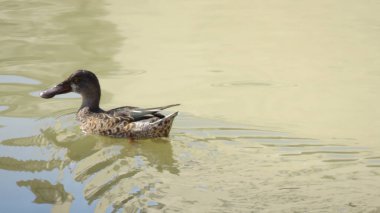 Anas platyrhynchos, bu türün dişisi, yaşadığı ve beslendiği nehirde yüzer.