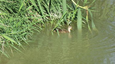 Anas platyrhynchos, bu türün dişisi, yaşadığı ve beslendiği nehirde yüzer.