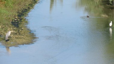 Kuş gözlemlemek, renklerini gözlemlemek güzel doğaları her zaman güzel ve ilginçtir.