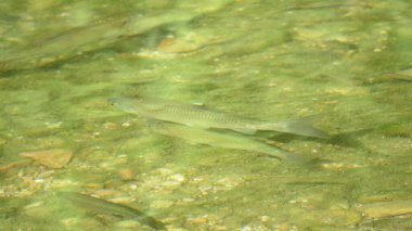 Balık, şeffaf nehrin temiz suyu bize bazı balıkların yüzdüğü yaşamı gösterir.