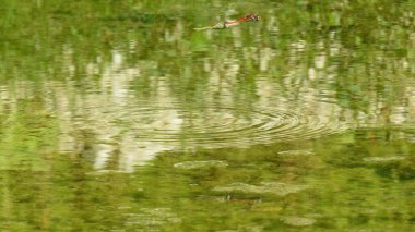 Birbirine bağlı iki yusufçuk çiftleşir. Nehirde birlikte uçarlar.