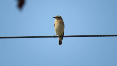 Kuş gözlemlemek, renklerini gözlemlemek güzel doğaları her zaman güzel ve ilginçtir.