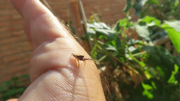 Araignée Sur Main Une Macro Photo Une Très Petite Araignée — Photo