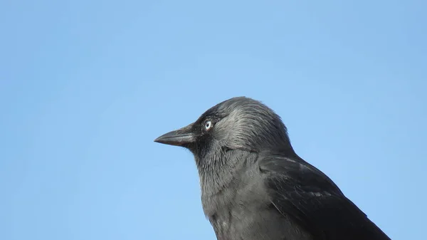 Corvus cornix, the gray crow with a little gloomy colors but blue eyes make the difference