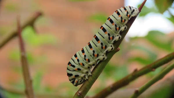 Tırtıl Papilio Machaon Boyutu Renkleri Burada Birkaç Gün Içinde Değişir — Stok fotoğraf