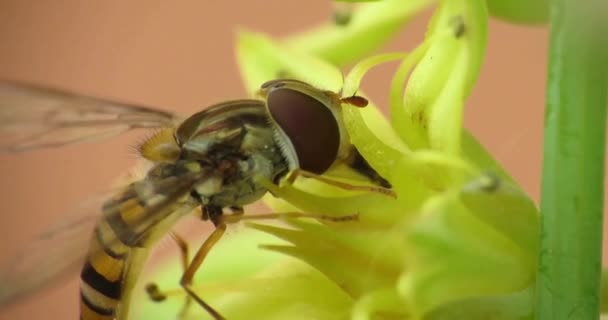 Syrphidae — Stok video