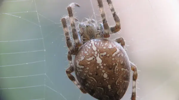 Araneus Diadematus Spider Beautiful Natural Colors Lines Its Web Photographed — Stock Photo, Image