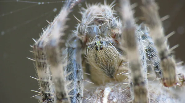 Araneus Diadematus Spider Beautiful Natural Colors Lines Its Web Photographed — Stock Photo, Image