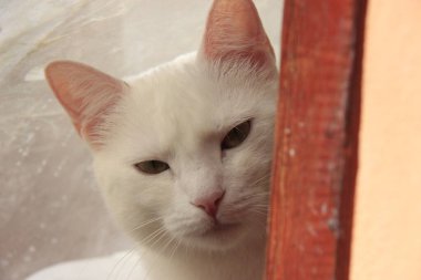 Kedi buradaki en bağımsız evcil hayvan. Yeşil gözlü, zeki ama sevgi dolu güzel beyaz kürkü var..