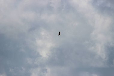 Uçan Raptor, uçan kuşlar burada muazzam bir özgürlük hissi veriyor. Gökyüzündeki bulutların arasında bir yırtıcı kuş özgürce uçuyor.