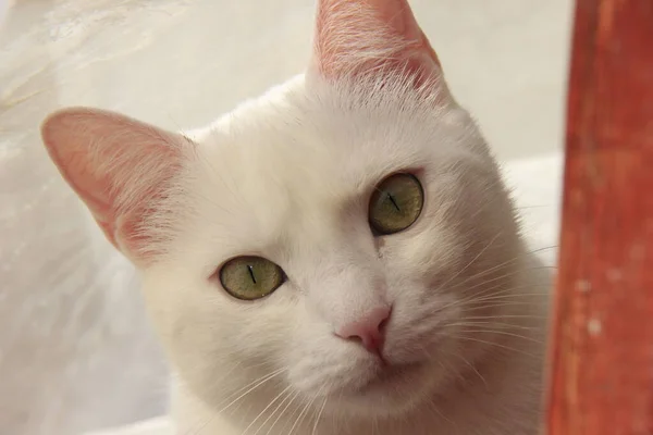 这只猫是这儿最独立的宠物 它有着美丽的白色毛皮 绿色的眼睛锐利而机灵 但又充满爱心 — 图库照片