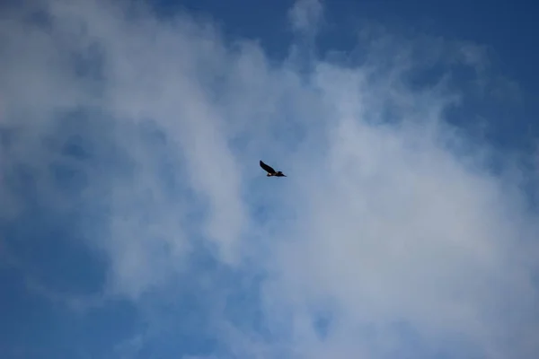 Uçan Raptor Uçan Kuşlar Burada Muazzam Bir Özgürlük Hissi Veriyor — Stok fotoğraf