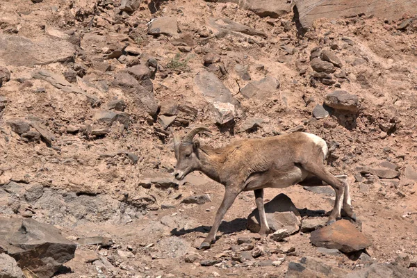 Big Horn Ram Loopt Langs Een Rotsrichel — Stockfoto