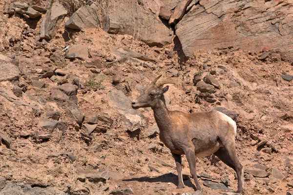 Young Big Horn Ram Standing Mountain Ledge Summer — Stock Photo, Image