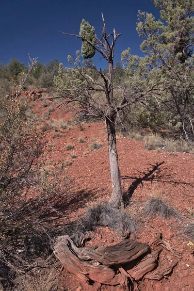 Boom Woestijn Van Arizona Die Weigert Sterven — Stockfoto
