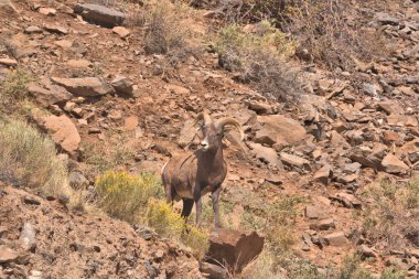 Koca Boynuz Ram, tüneğinin altındaki kayaları kaldıran birini izliyor.