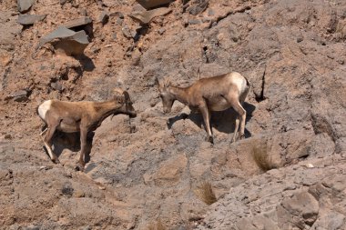 Bir çift genç Big Horn Rams Kayalardaki minerali yalıyor