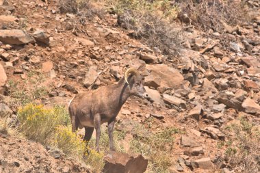 Colorado 'nun güneyindeki San Juan Dağları' nda sarı bir kır çiçeğinin yanında duran olgun bir Big Horn koçu.