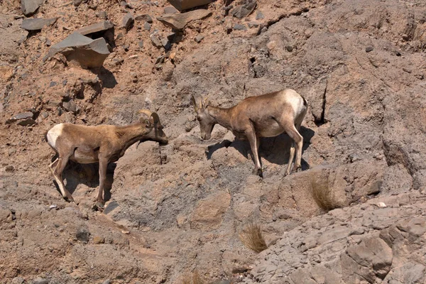 Pár Fiatal Big Horn Rams Nyalogatja Ásványt Sziklákról — Stock Fotó