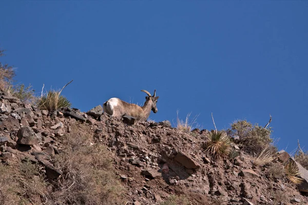 Big Horn Ram Nas Montanhas San Juan Sul Colorado — Fotografia de Stock