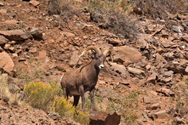 Renkli Koca Boynuz Ram bir dağ yamacında kır çiçeklerinin arasında duruyor.