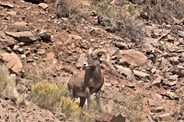 Big Horn Ram yaz sonlarında Güney Colorado 'daki San Juan Dağları' nda bir dağ çıkıntısında duruyordu.