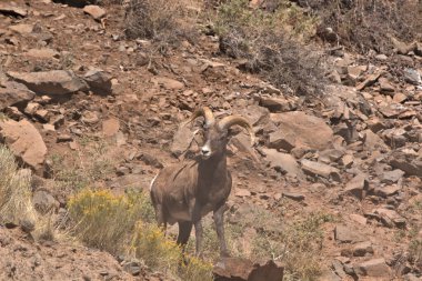 Big Horn Ram yaz sonlarında Güney Colorado 'daki San Juan Dağları' nda bir dağ çıkıntısında duruyordu.