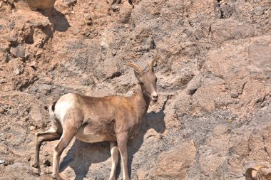 Genç Koca Boynuz Ram dar kayalık bir çıkıntıda poz vermek için zaman ayırıyor.