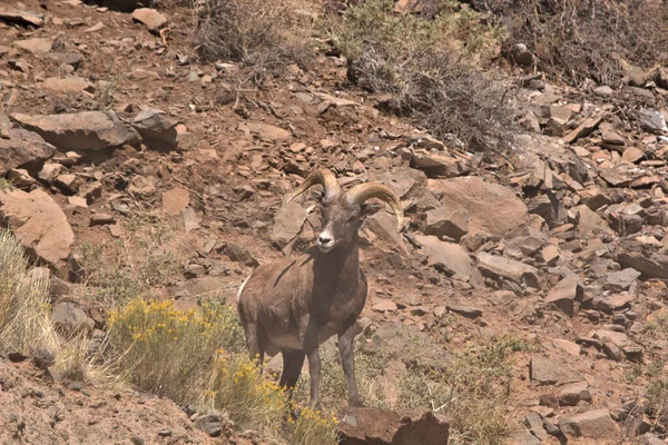 Big Horn Ram Pie Una Cornisa Montaña Finales Verano Las —  Fotos de Stock