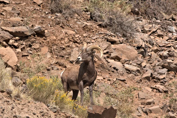 Volwassen Big Horn Ram Poseren Een Rotsachtige Berg Kant — Stockfoto
