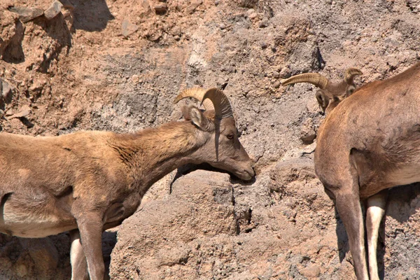 Primer Plano Los Carneros Big Horn Lamiendo Cara Roca Sacando —  Fotos de Stock