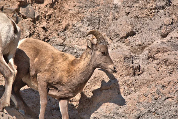 Big Horn Ram Una Cornisa Estrecha Una Ladera Montaña — Foto de Stock