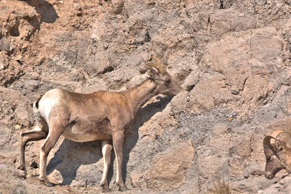 Big Horn Ram Zlizuje Sól Skał Zboczu Góry — Zdjęcie stockowe