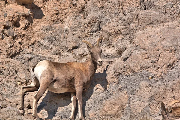 Young Rocky Mountain Big Horn Ram Een Rotsrichel Vroege Herfst — Stockfoto