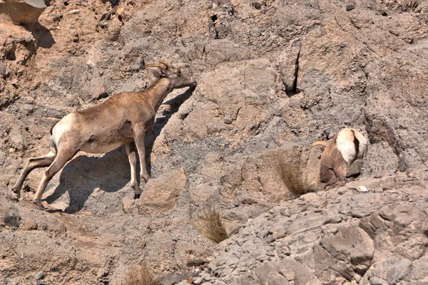 Rocky Mountain Big Horns Leccare Depositi Minerali Dalle Rocce Montagna — Foto Stock