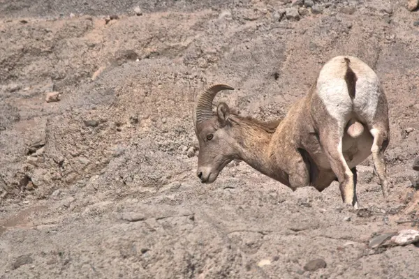 Dağlarda hiç mahremiyet yok.
