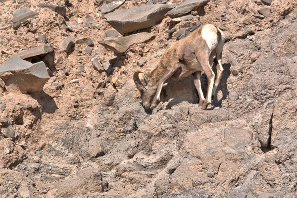 Big Horn Widder Leckt Salz Auf Den Felsen — Stockfoto