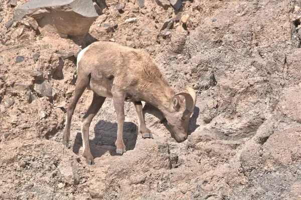 Rocky Mountain Big Horn Widder Hat Definitiv Keine Höhenangst — Stockfoto