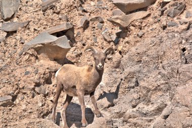 Genç bir Big Horn Ram 'a yaklaş