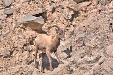 Koca Boynuz Ram tehlikeli arazide yürüyor.