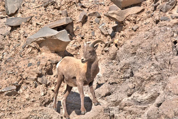 Großer Horn Widder Als Wache — Stockfoto