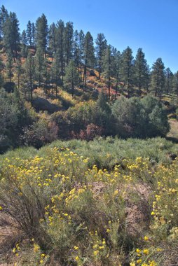 Dağlardaki sonbahar renklerinin portresi