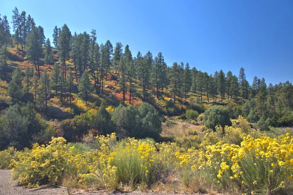 Sonbahar Ormandaki altın, kırmızı, sarı renkler