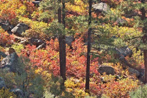 Красивые Осенние Цвета Склоне Горы — стоковое фото