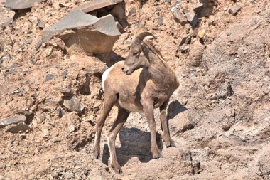 Big Horn Ram kendi ortamında mükemmel bir poz veriyor.