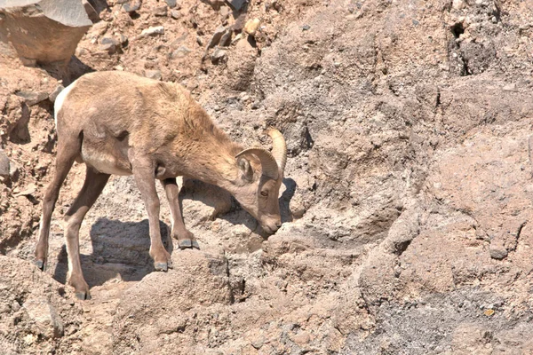 Colorado Maduro Big Horn Ram — Fotografia de Stock