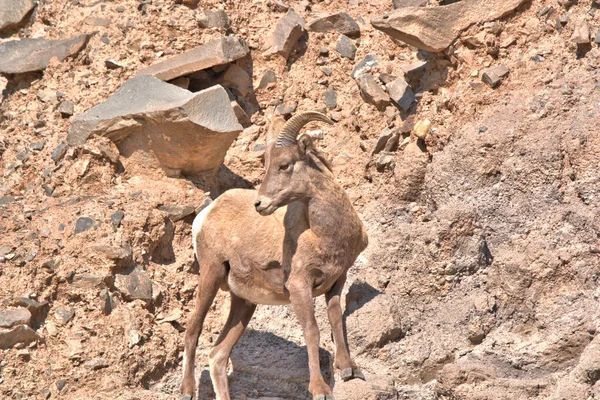 Big Horn Ram Uma Encosta Rochosa — Fotografia de Stock