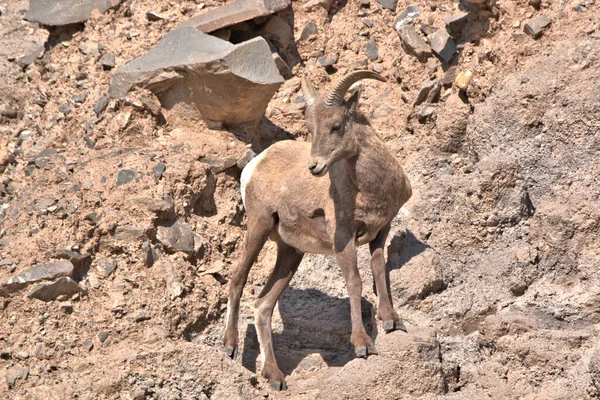Big Horn Ram Kijkt Naar Beneden Vanaf Het Bergpad — Stockfoto
