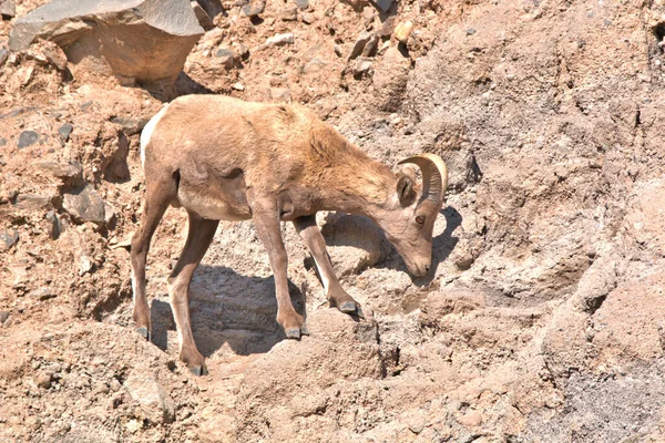 Big Horn Ram Gaat Voorzichtig Rots — Stockfoto