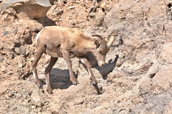 Big Horn Widder Fuß Über Die Bergfelsen — Stockfoto